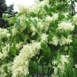 Сирень пекинская (Syringa pekinensis)