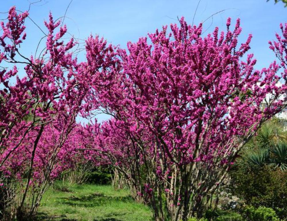 Багрянник европейский (Cercis siliquastrum)