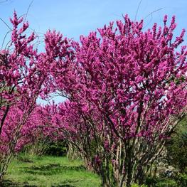 Багрянник европейский (Cercis siliquastrum)