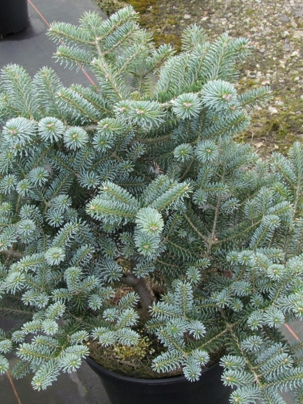 Пихта корейская Блю Мэджик (Abies koreana 'Blue Magic')