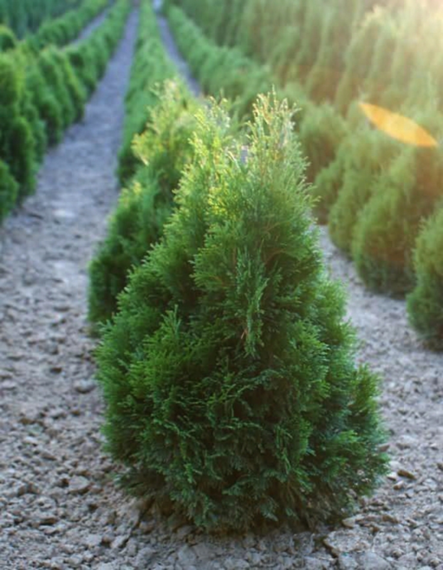 Туя западная Мики (Thuja occidentalis 'Miki')