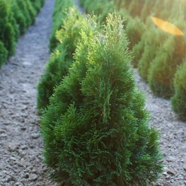 Туя западная Мики (Thuja occidentalis 'Miki')