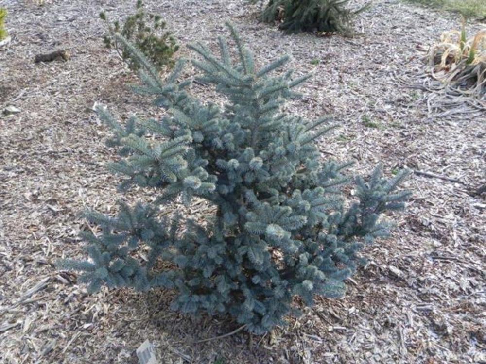 Пихта Фразера Блю Боннет (Abies fraseri 'Blue Bonnet')