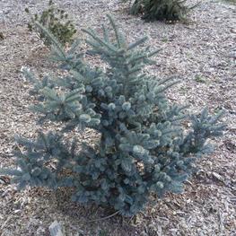 Пихта Фразера Блю Боннет (Abies fraseri 'Blue Bonnet')