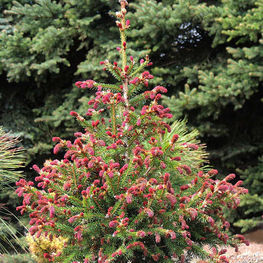 Ель обыкновенная Райдал (Picea abies 'Rydal')