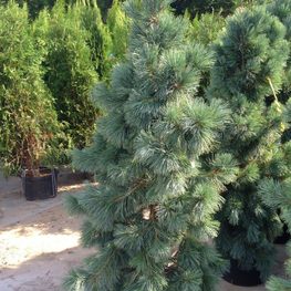Сосна гибкая Чезарини Блю (Pinus flexilis 'Cesarini Blue')