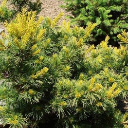 Сосна мелкоцветковая Фукай (Pinus parviflora 'Fukai')