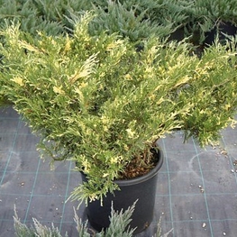 Можжевельник казацкий Вариегата (Juniperus sabina 'Variegata')