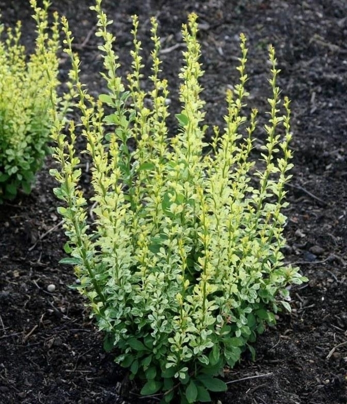 Барбарис Тунберга Силвер Пиллар (Berberis thunbergii 'Silver Pillar')