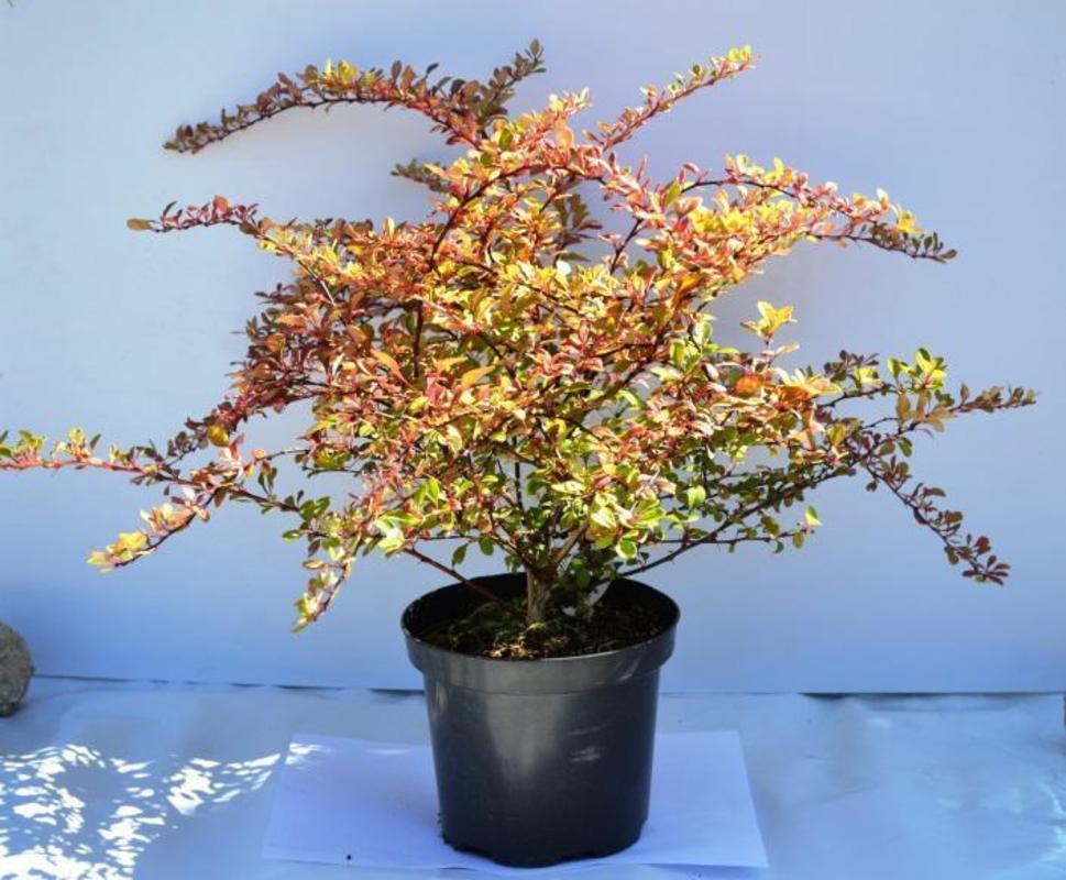 Барбарис Тунберга Наташа (Berberis thunbergii 'Natasza')