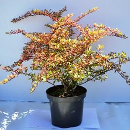 Барбарис Тунберга Наташа (Berberis thunbergii 'Natasza')