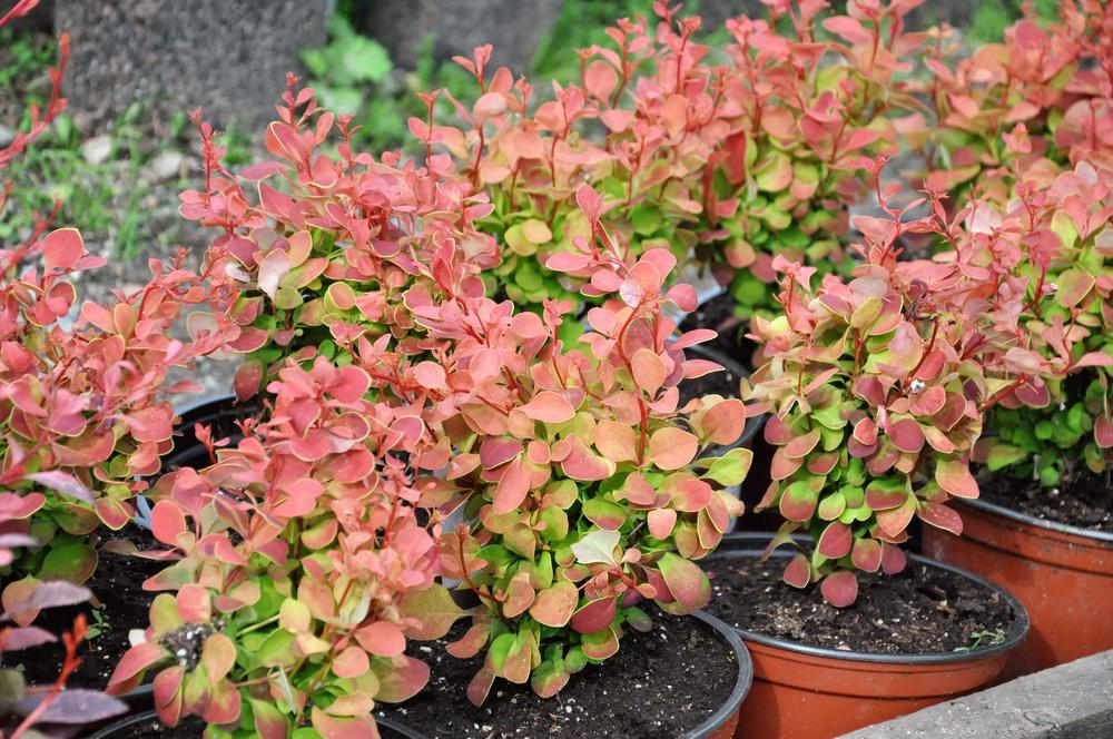 Барбарис Тунберга Корал (Berberis thunbergii 'Coral')