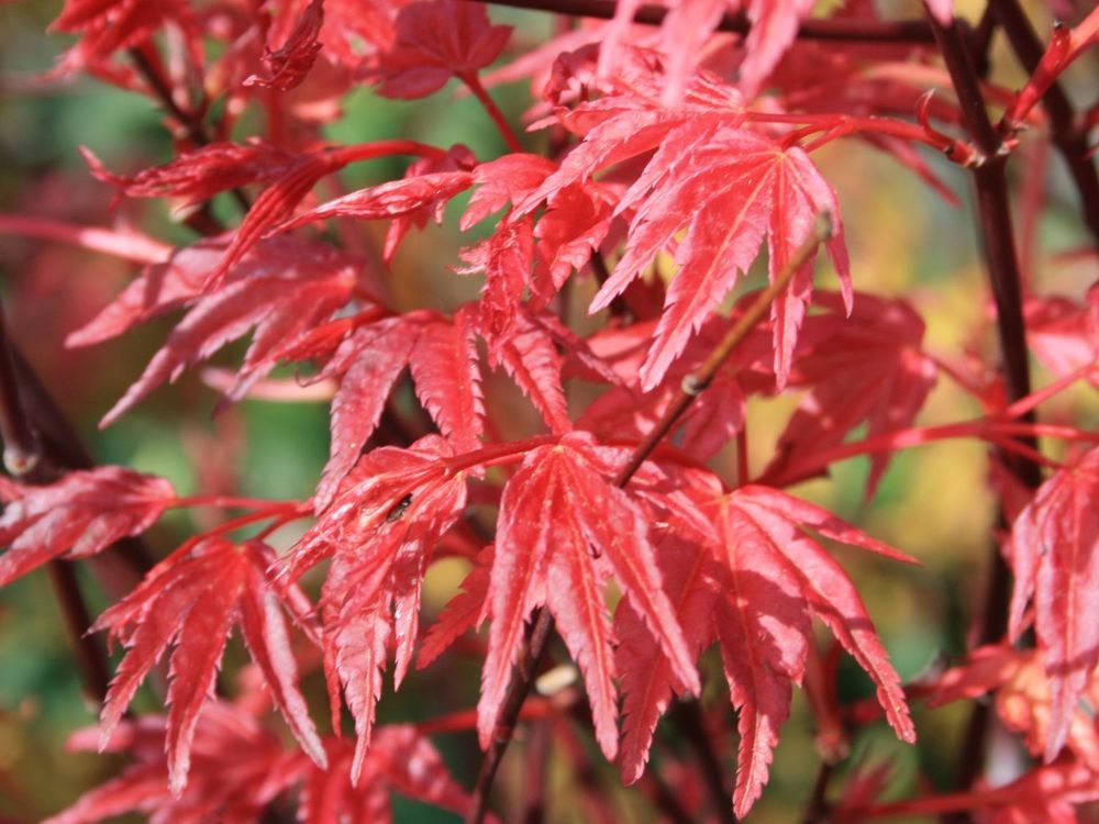 Клен пальмолистный Дешохо (Acer palmatum 'Deshojo')