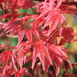 Клен пальмолистный Дешохо (Acer palmatum 'Deshojo')