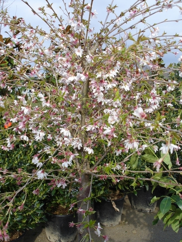 Вишня вырезанная Микинори (Prunus incisa 'Mikinori')