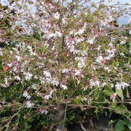 Вишня вырезанная Микинори (Prunus incisa 'Mikinori')