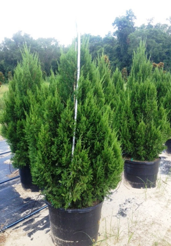 Можжевельник китайский Спартан (Juniperus chinensis 'Spartan')