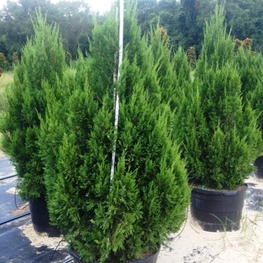 Можжевельник китайский Спартан (Juniperus chinensis 'Spartan')