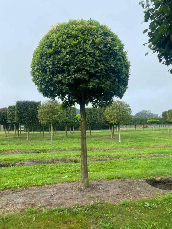 Боярышник сливолистный (Crataegus x prunifolia) ф. шар на штамбе
