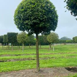 Боярышник сливолистный ф. шар на штамбе