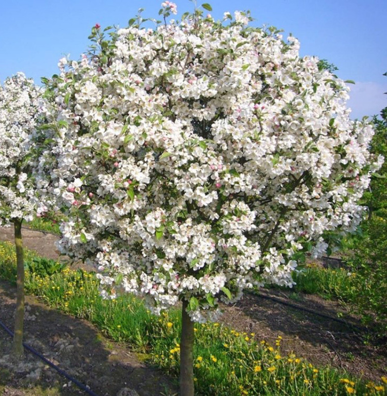Яблоня декоративная Эверест (Malus 'Evereste')