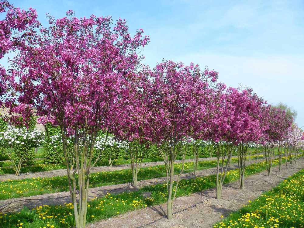 Яблоня декоративная (Malus)