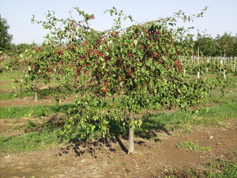 Яблоня декоративная Ред Джейд (Malus 'Red Jade') пендула