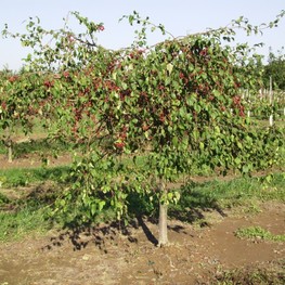 Яблоня декоративная Ред Джейд (Malus 'Red Jade') пендула