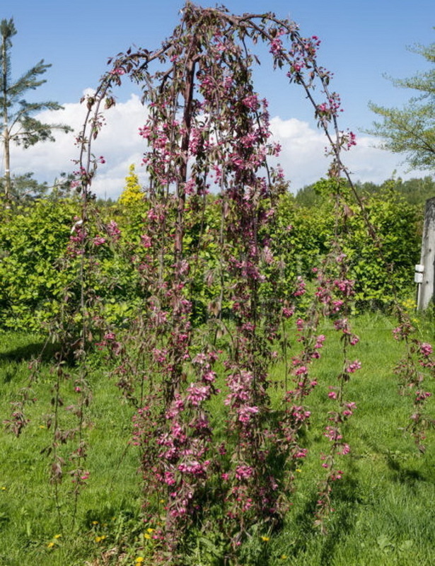 Яблоня декоративная Челз Випинг (Malus 'Cheal\'s Weeping') пендула