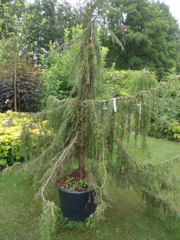 Можжевельник обыкновенный Хорстманн (Juniperus communis 'Horstmann')