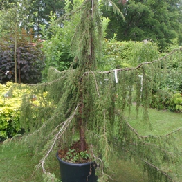 Можжевельник обыкновенный Хорстманн (Juniperus communis 'Horstmann')
