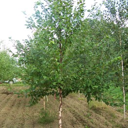 Берёза чёрная Шайло Сплэш (Betula nigra 'Shiloh Splash')