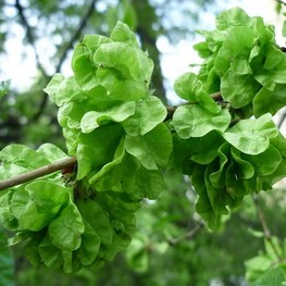 Вяз малый (Ulmus minor)