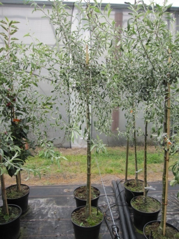 Груша иволистная Пендула (Pyrus salicifolia 'Pendula')