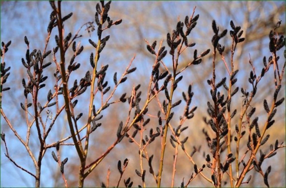 Ива тонкостолбиковая Меланостахис (Salix gracilistyla 'Melanostachys')