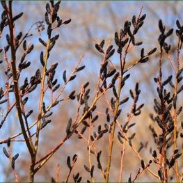 Ива тонкостолбиковая Меланостахис (Salix gracilistyla 'Melanostachys')
