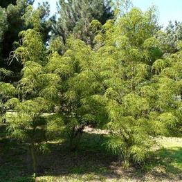 Каштан конский Лациниата (Aesculus hippocastanum 'Laciniata')