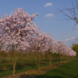 Магнолия звездчатая Розеа (Magnolia stellata 'Rosea')