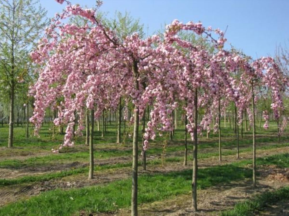Вишня мелкопильчатая Кику-Шидаре (Prunus serrulata 'Kiku-shidare-zakura')