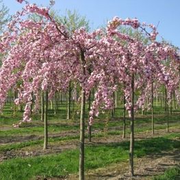 Вишня мелкопильчатая Кику-Шидаре (Prunus serrulata 'Kiku-shidare-zakura')