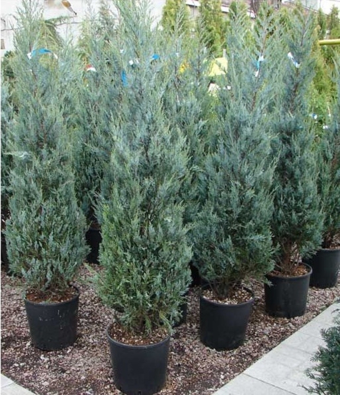 Можжевельник скальный Мунглоу (Juniperus scopulorum 'Moonglow')