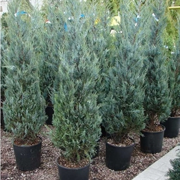 Можжевельник скальный Мунглоу (Juniperus scopulorum 'Moonglow')