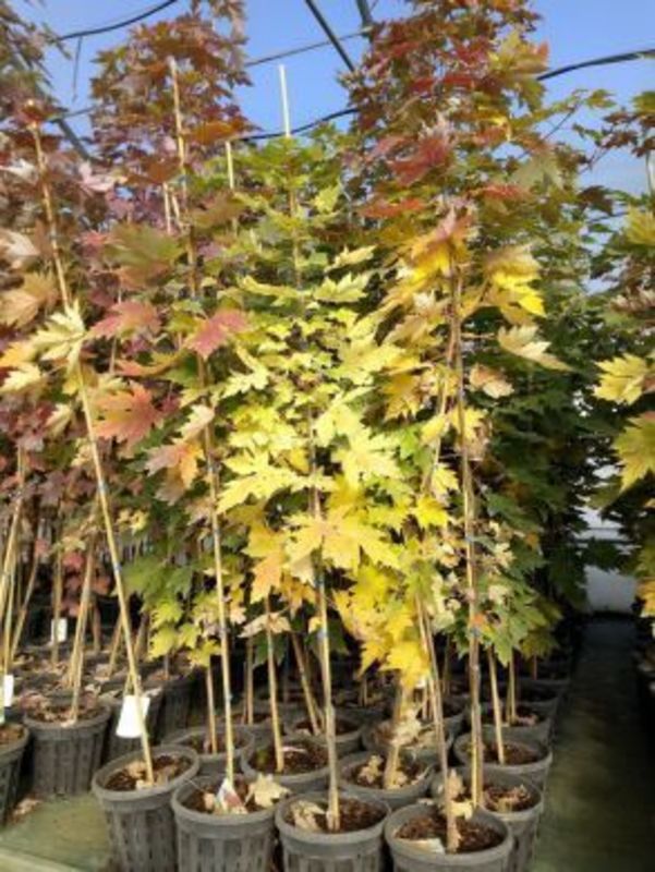 Клен Фримана Селебрейшн (Acer freemanii 'Celebration')