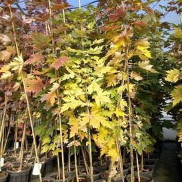 Клен Фримана Селебрейшн (Acer freemanii 'Celebration')