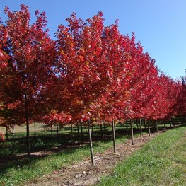 Клен Фримана Отум Фэнтези (Acer freemanii 'Autumn Fantasy')