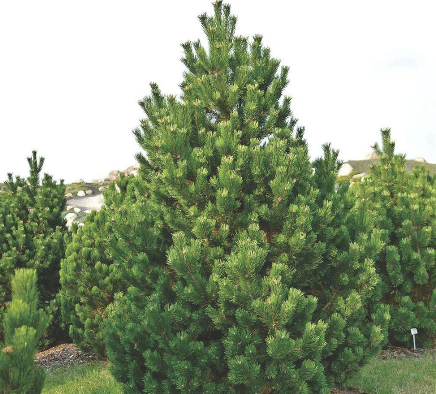 Сосна горная Колумнарис (Pinus mugo 'Columnaris')