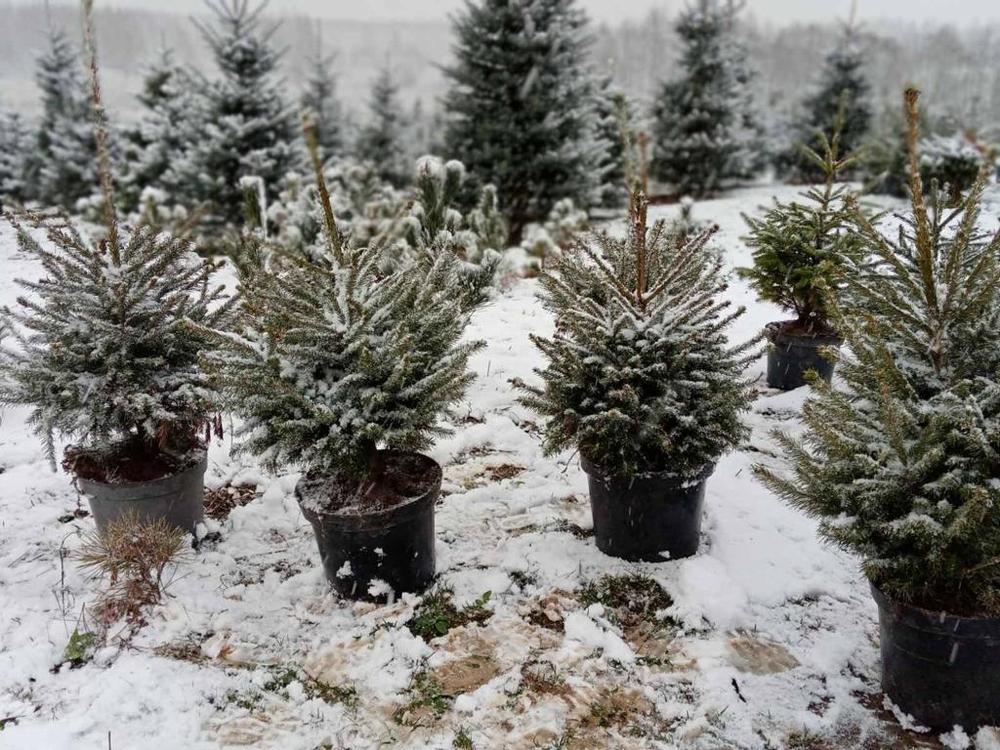 Ель европейская (Picea abies)