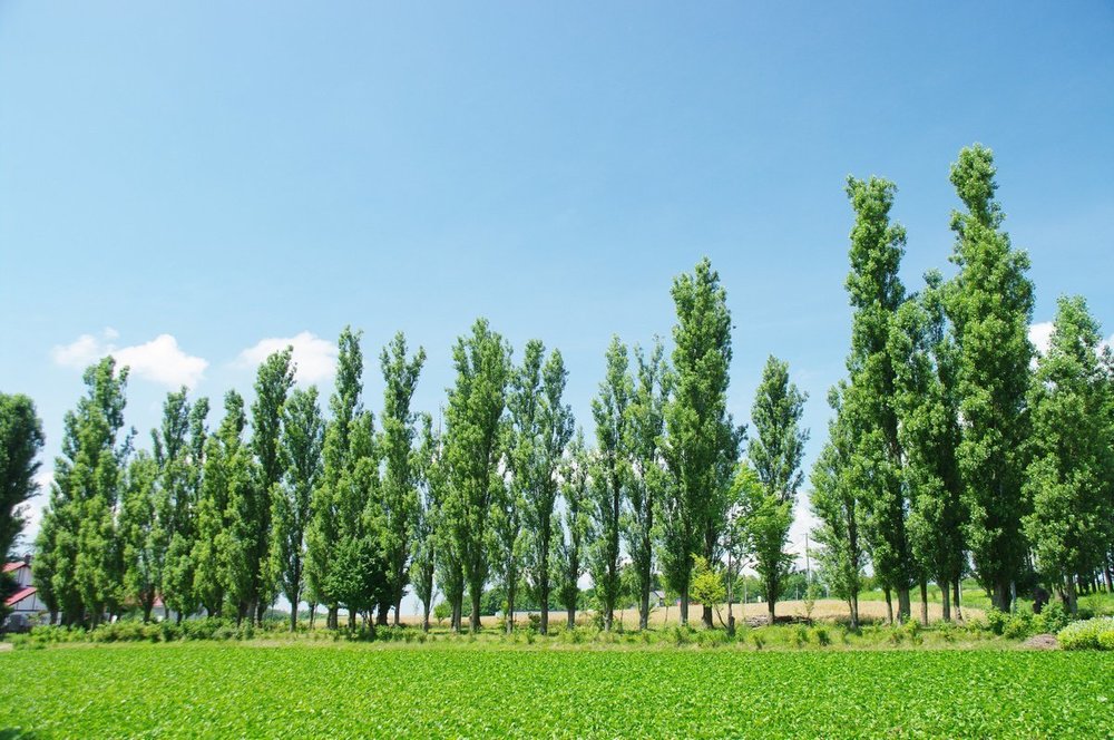 Тополь Башкирский пирамидальный (Populus 'Bashkirskij Piramidalnyj')