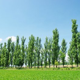 Тополь Башкирский пирамидальный (Populus 'Bashkirskij Piramidalnyj')