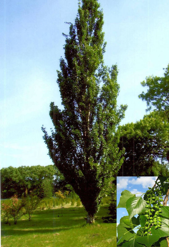 Тополь Советский пирамидальный (Populus 'Sovietskij Piramidalnyj')